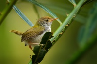 Krejcirik obecny - Orthotomus sutorius - Common Tailorbird 4461